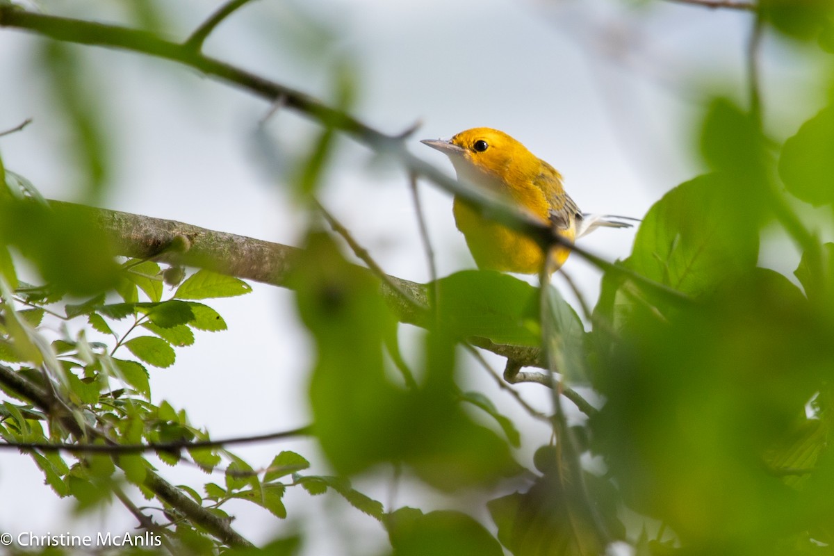 Prothonotary Warbler - ML596728651