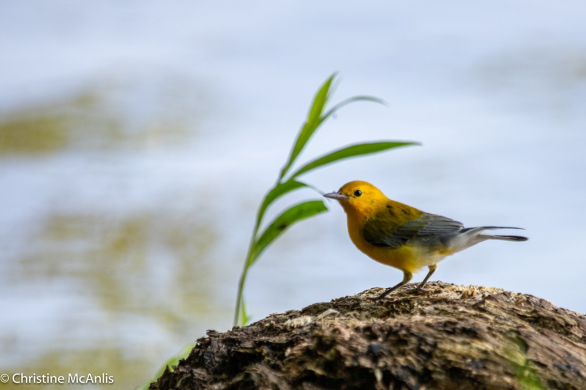 Prothonotary Warbler - ML596728661