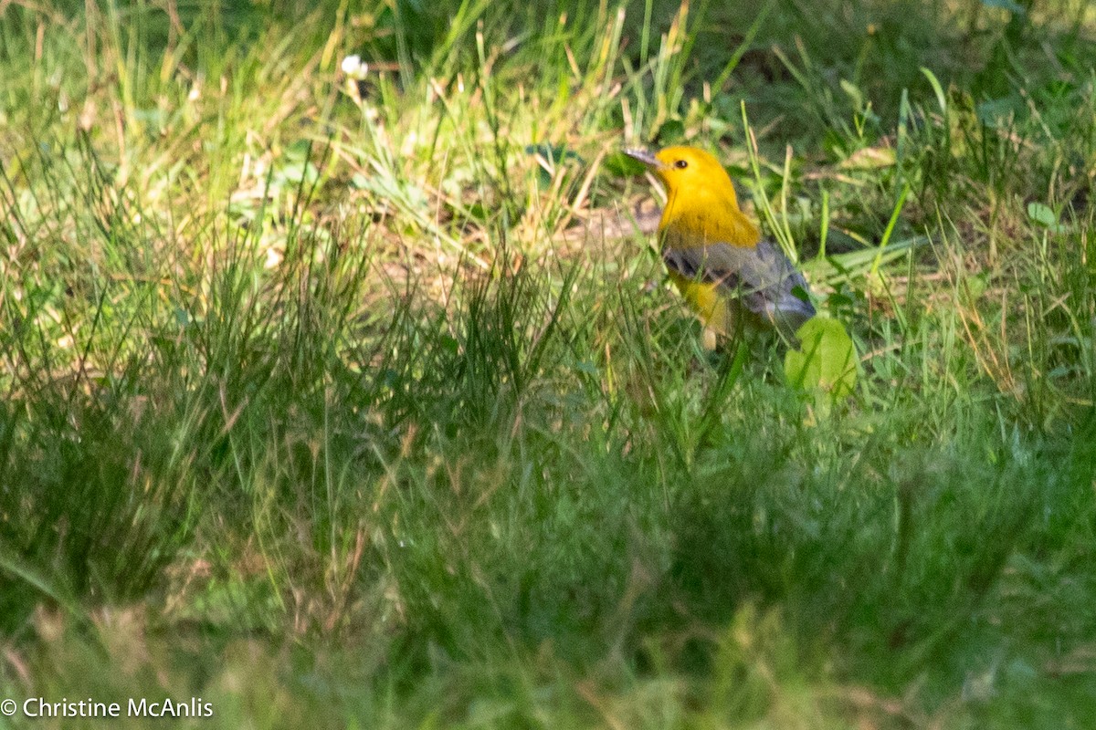 Prothonotary Warbler - ML596728671