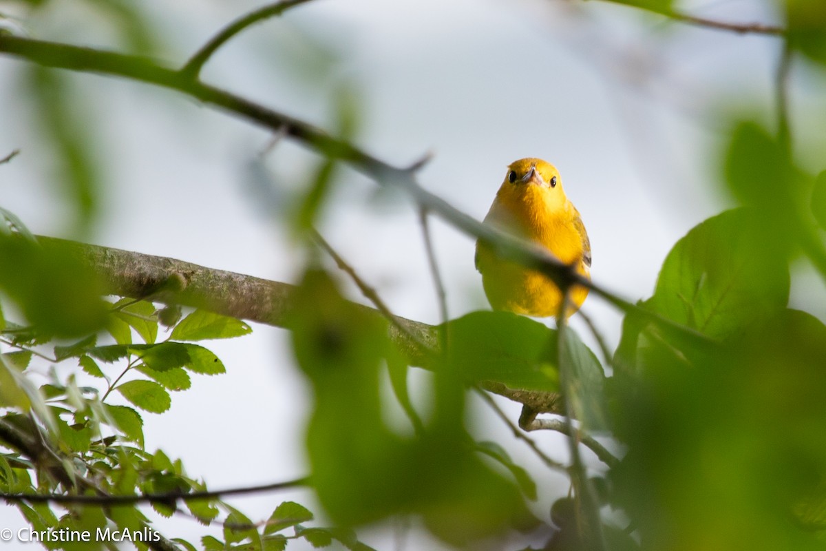 Prothonotary Warbler - ML596728681