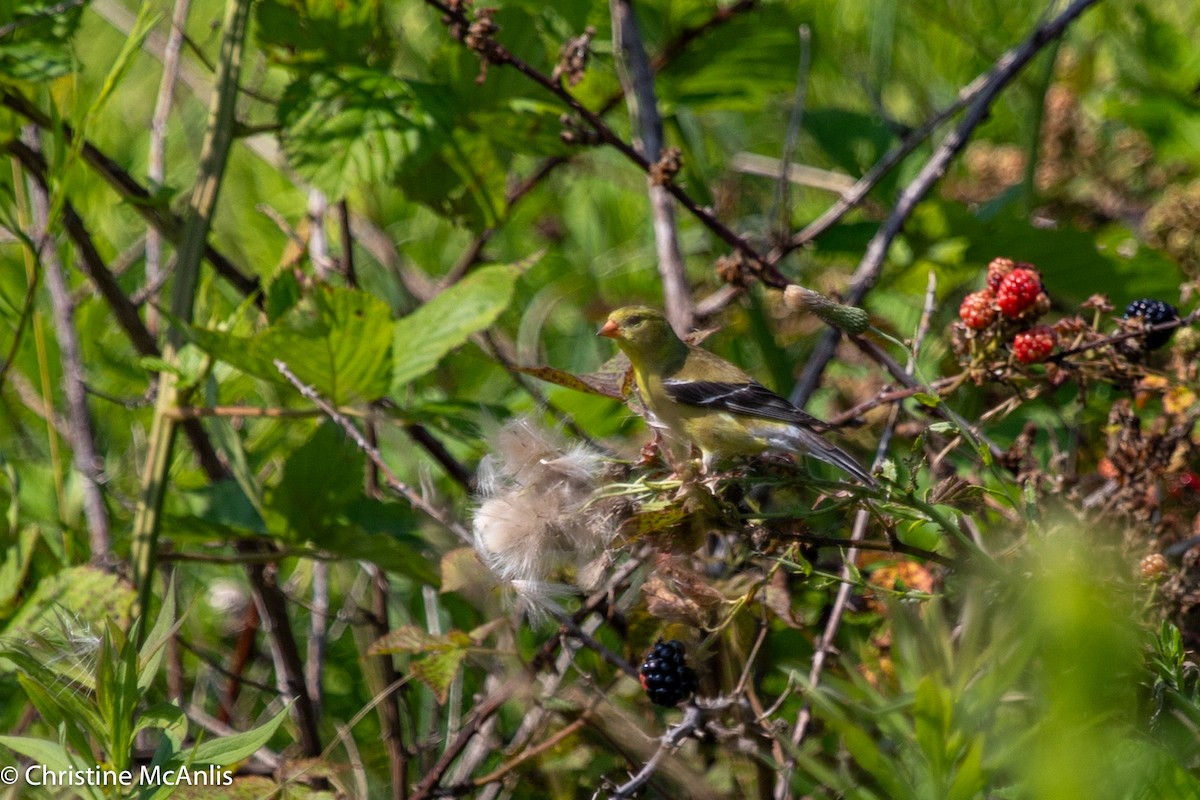 American Goldfinch - ML596729401