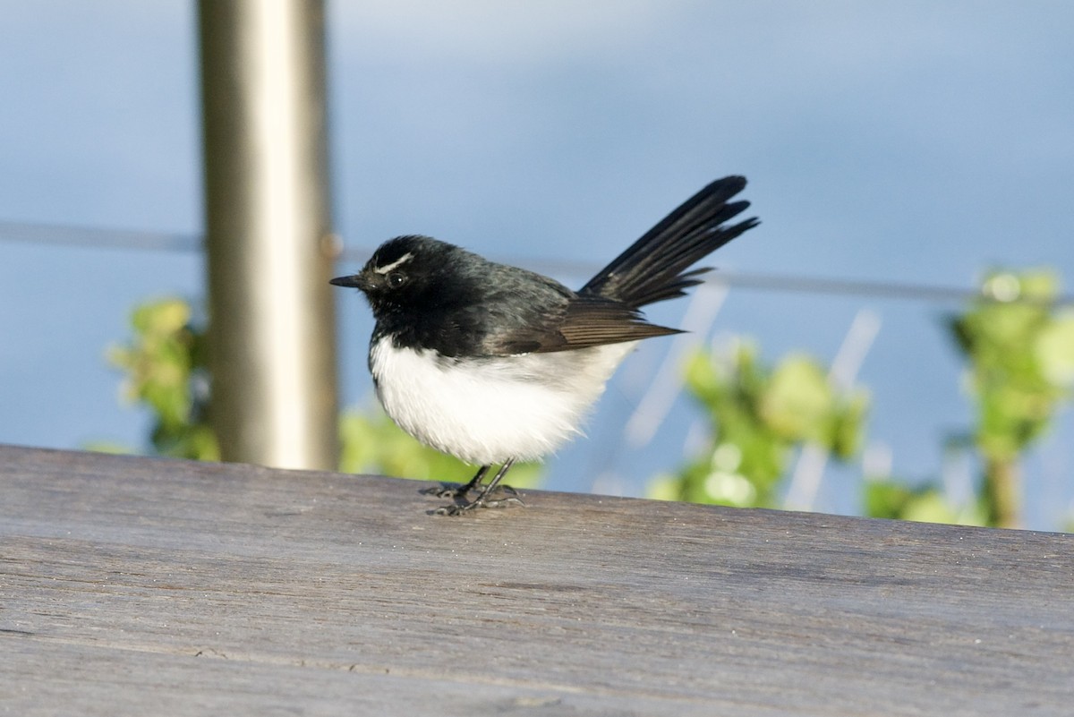 Willie-wagtail - ML596729911