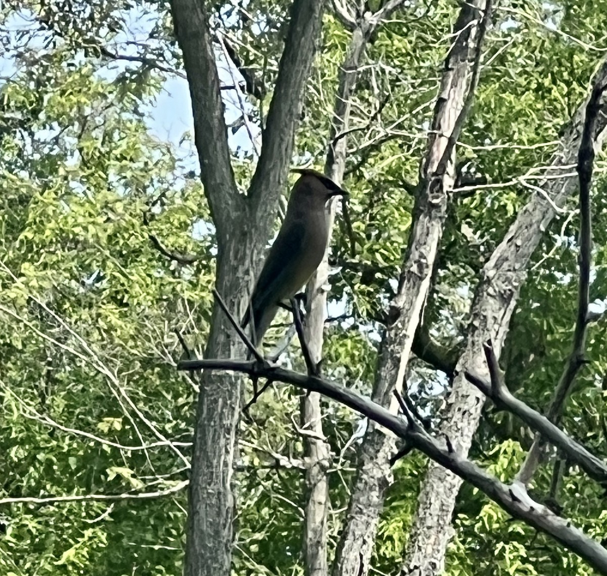 Cedar Waxwing - ML596730141