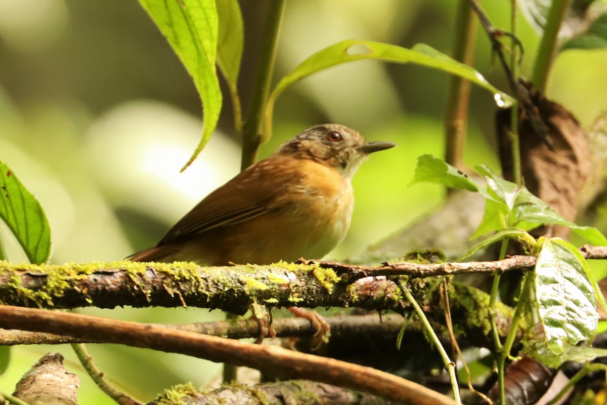 Temminck's Babbler - ML596731191