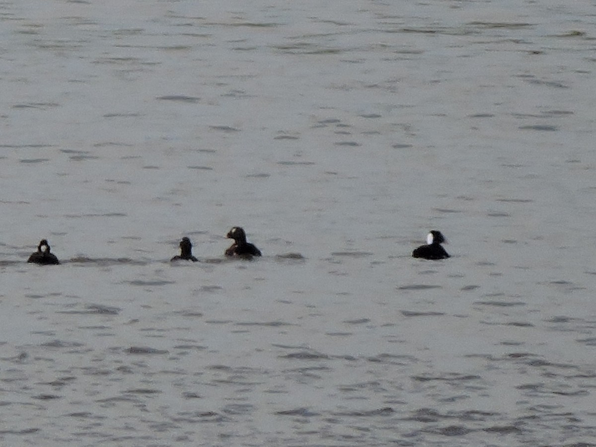 Surf Scoter - ML59673141