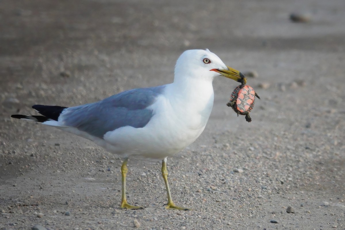 Ring-billed Gull - Cheryl Vellenga