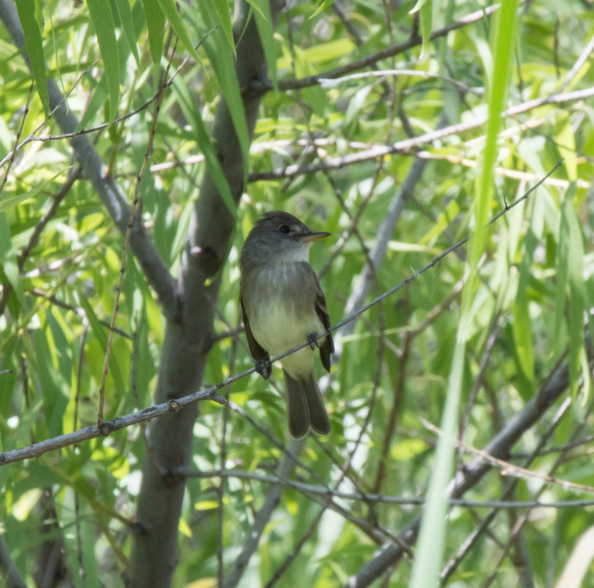 Willow Flycatcher - ML59673171