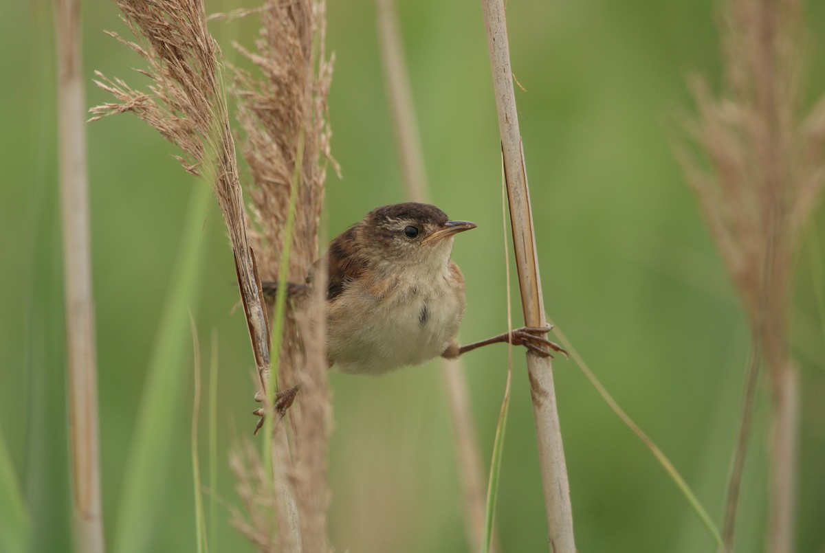 Marsh Wren (palustris Group) - ML596731821