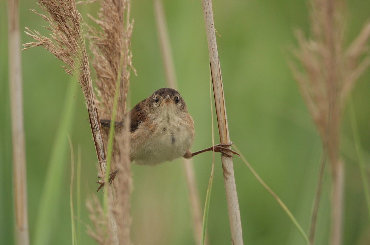 Cucarachero Pantanero (grupo palustris) - ML596731831