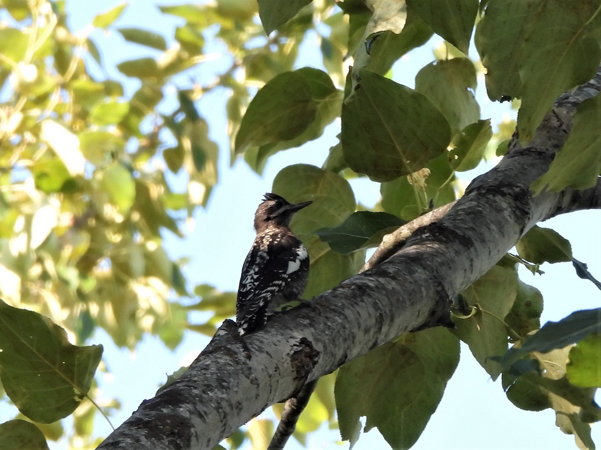 Red-naped Sapsucker - ML596731891