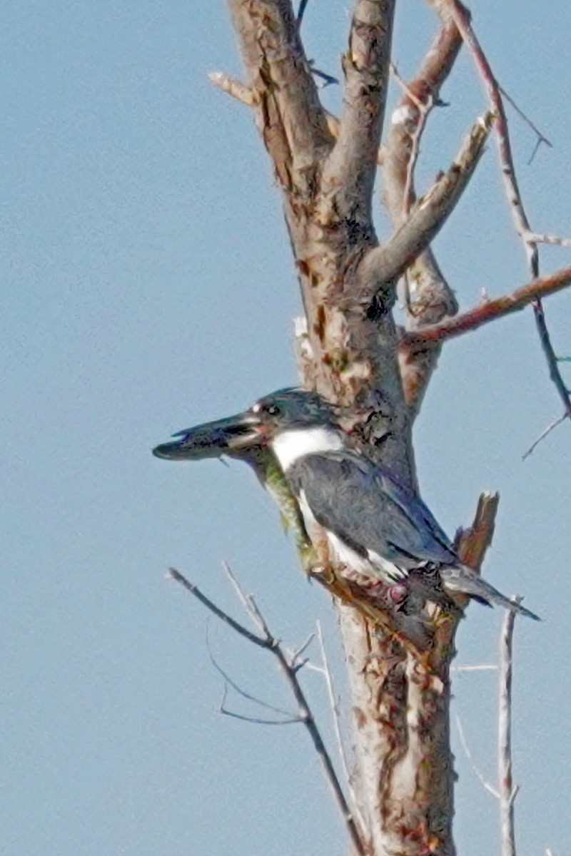 Belted Kingfisher - Cheryl Vellenga