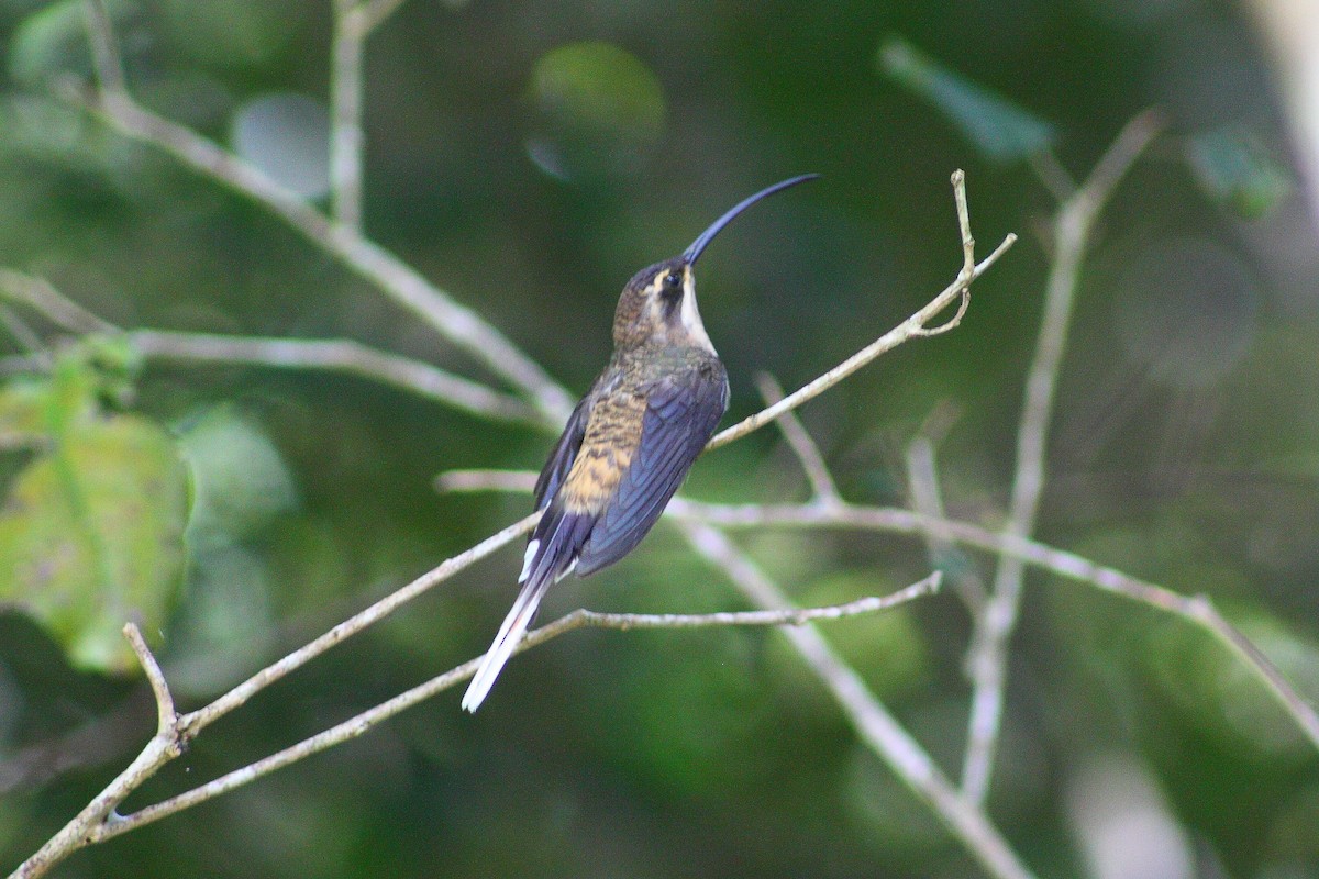 Long-billed Hermit - ML596732281