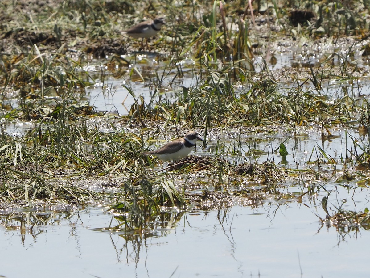 Semipalmated Plover - ML596733411