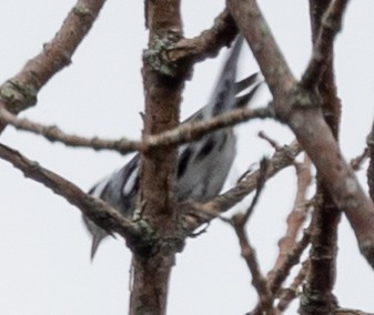 Black-and-white Warbler - ML596733521