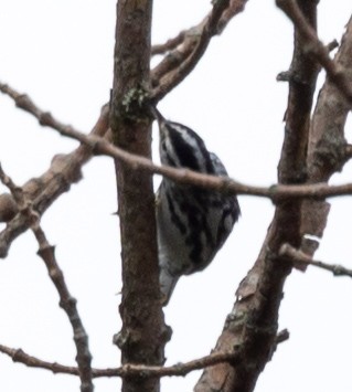 Black-and-white Warbler - ML596733531