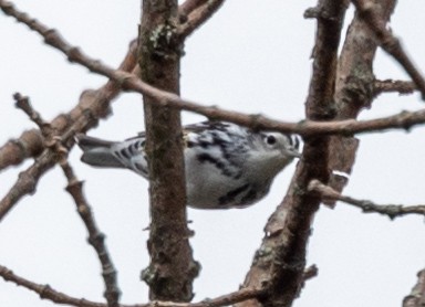 Black-and-white Warbler - ML596733541