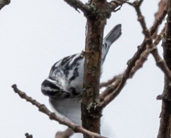 Black-and-white Warbler - ML596733551