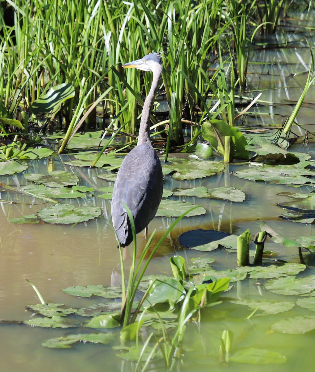 Great Blue Heron - Grace Thornton