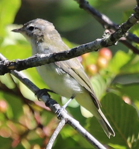 Warbling Vireo - Grace Thornton