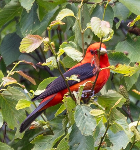 Scarlet Tanager - ML596735721