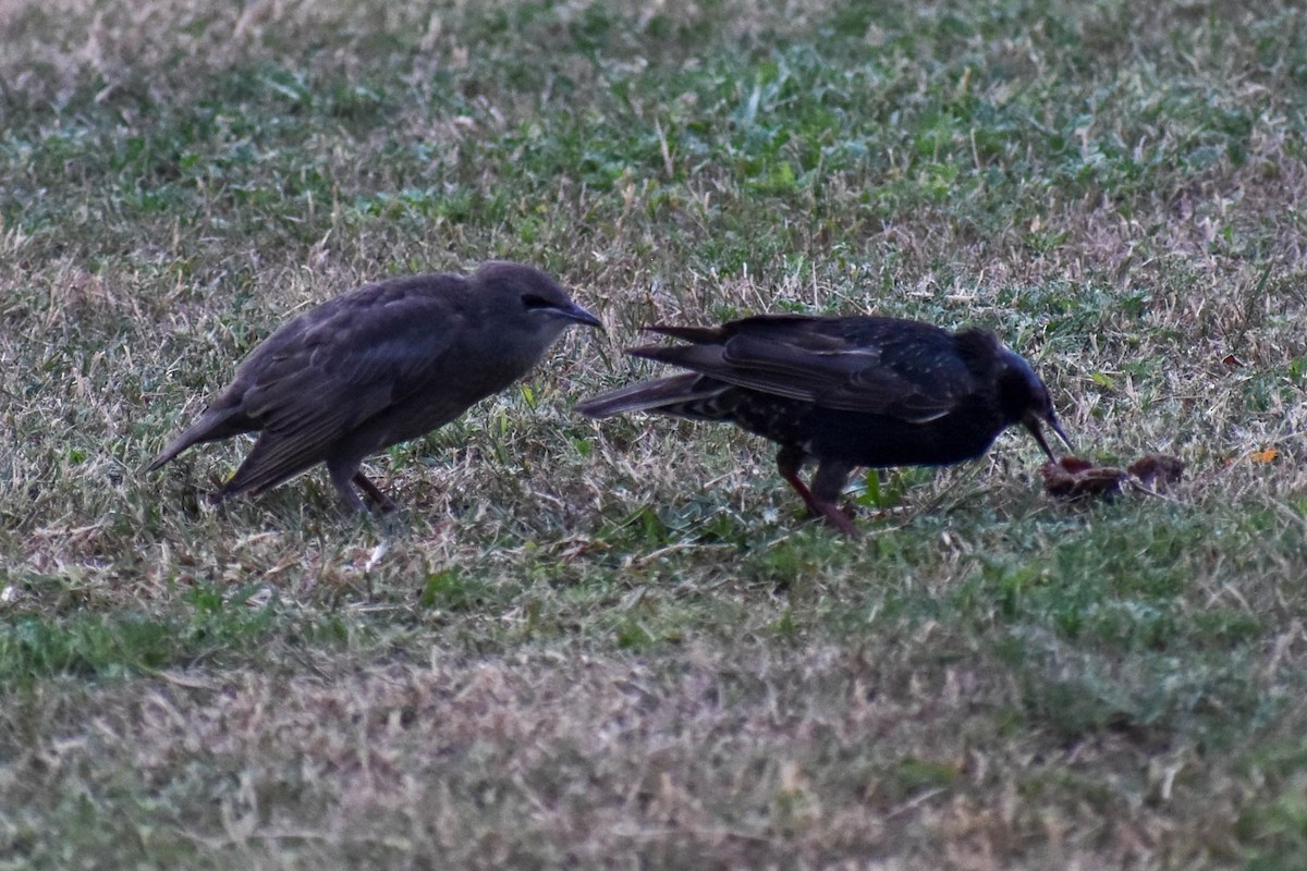 European Starling - ML596735811