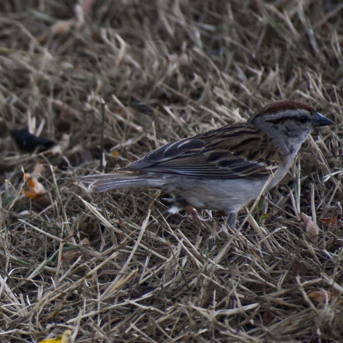 Chipping Sparrow - ML596736121