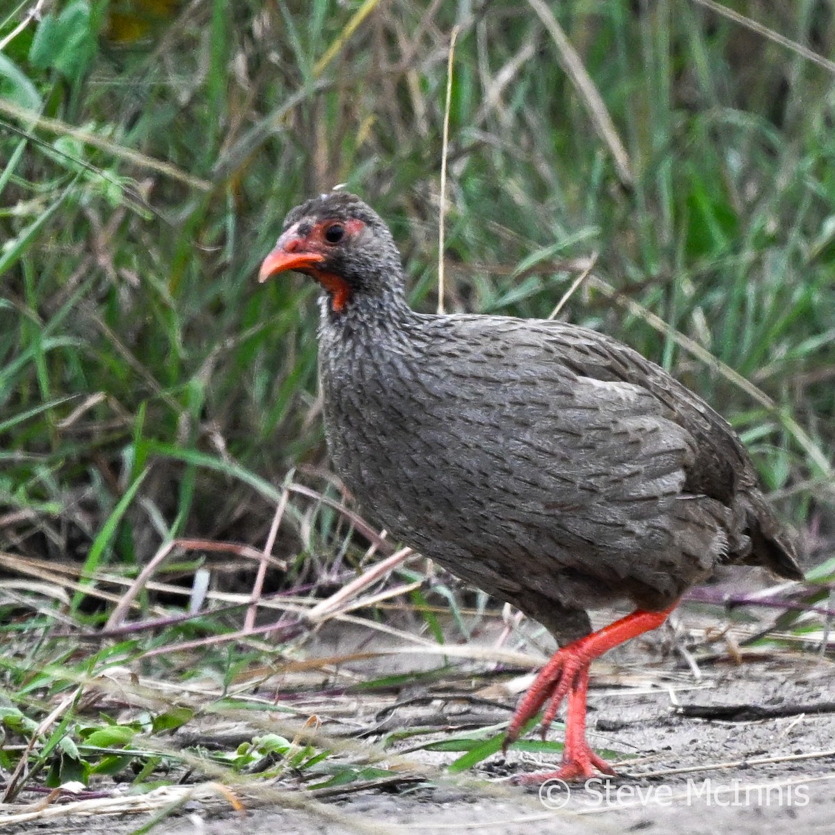 Red-necked Spurfowl (Cranch's) - ML596736281
