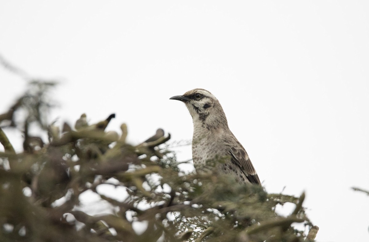 Long-tailed Mockingbird - ML596738311