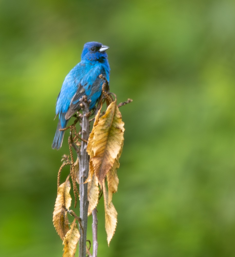 Indigo Bunting - ML596738351