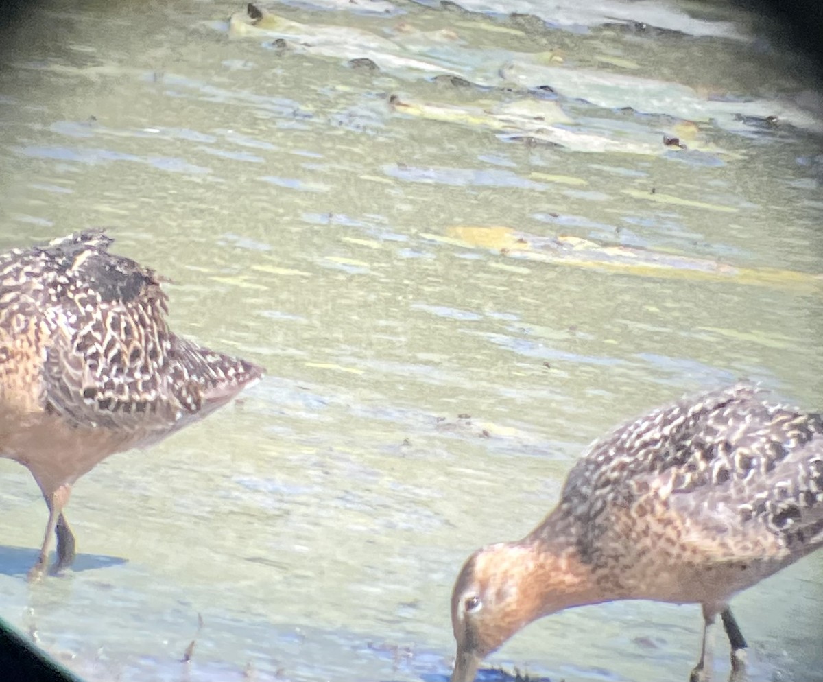 Long-billed Dowitcher - ML596739621