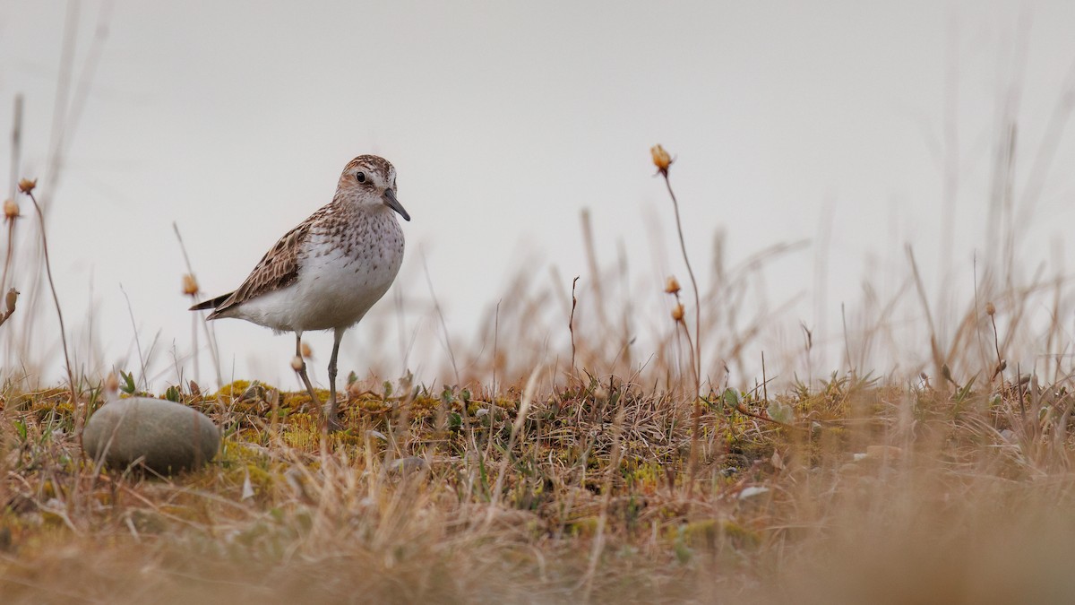 Semipalmated Sandpiper - Ethan Denton