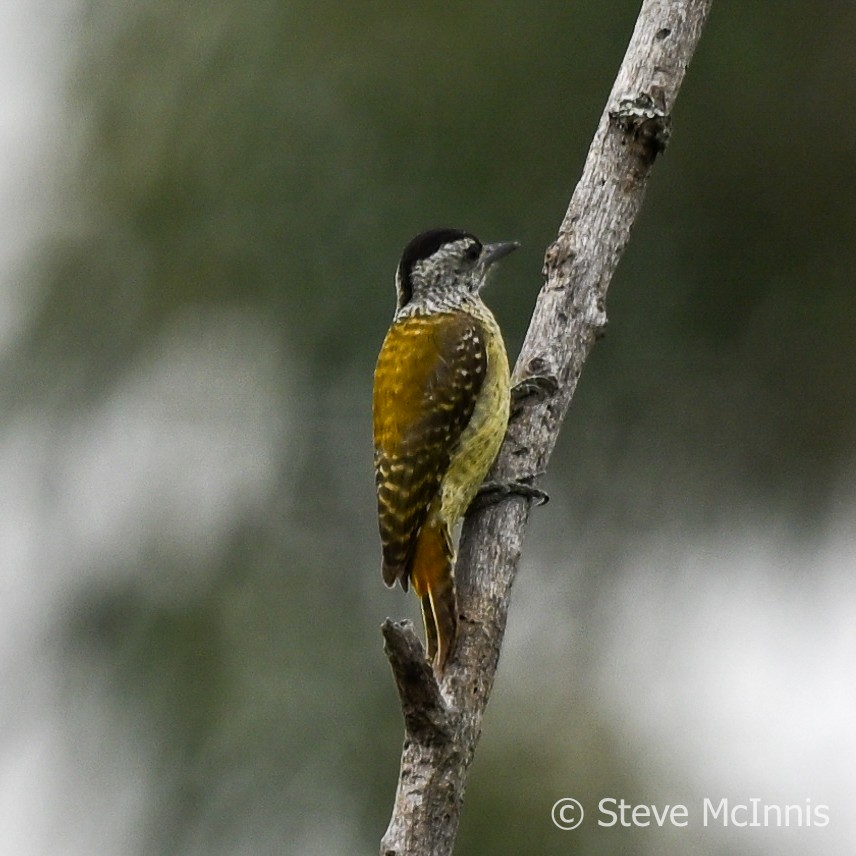 Speckle-breasted Woodpecker - Steve McInnis