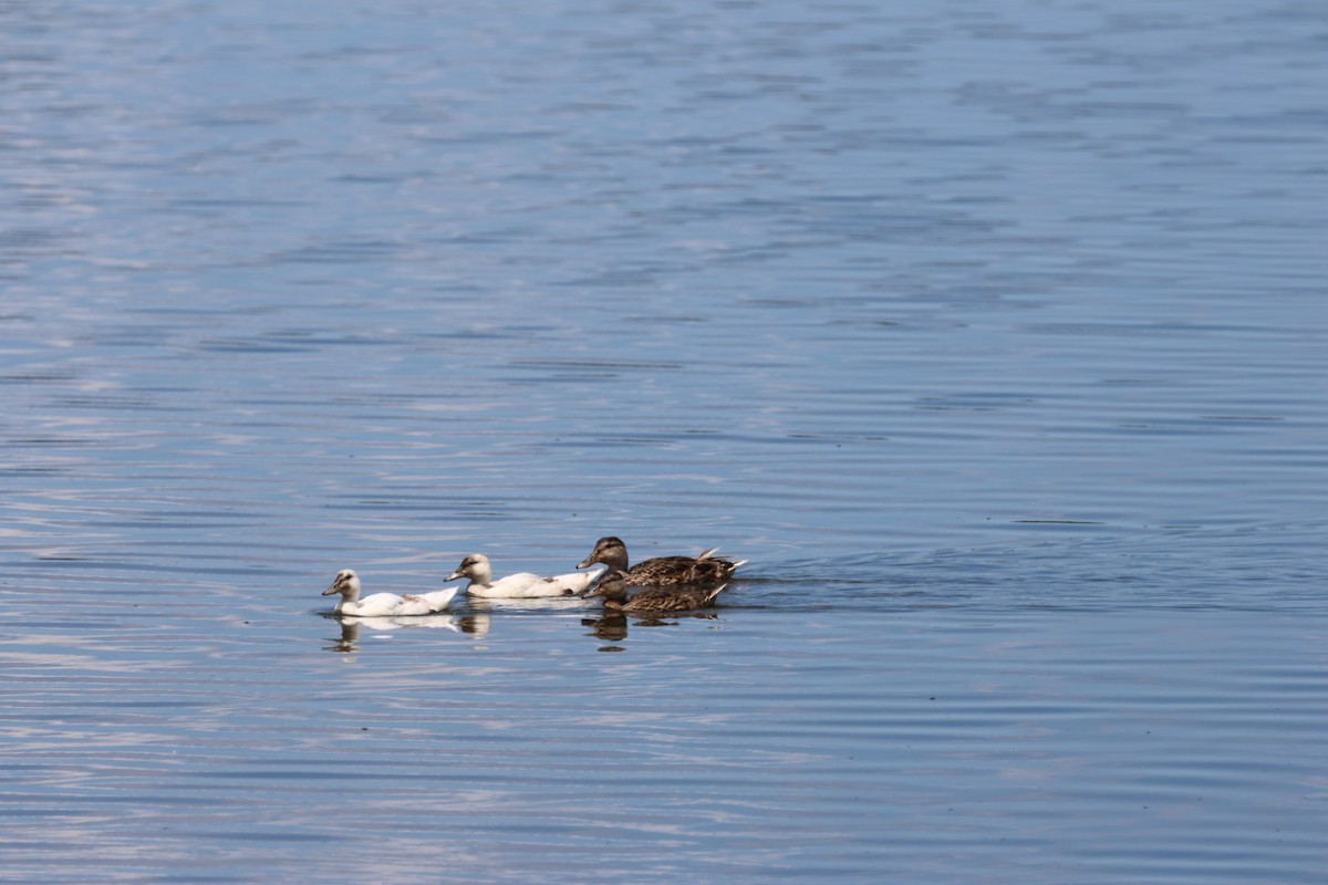 Canard colvert - ML596742601