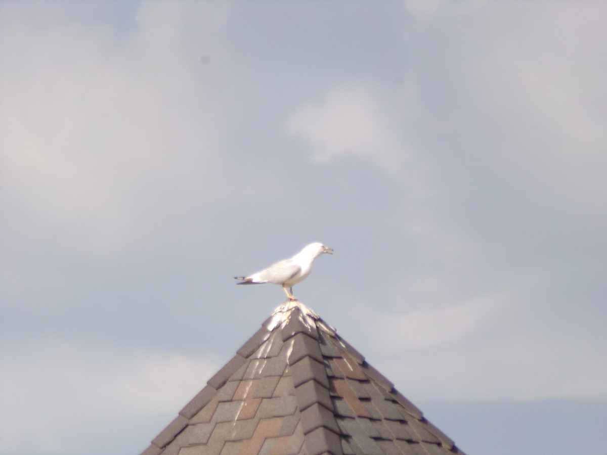Gaviota Californiana - ML596743711