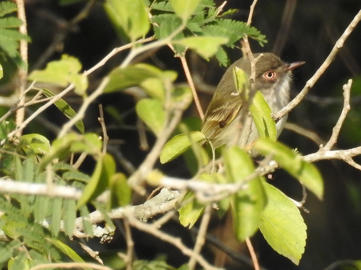 Pearly-vented Tody-Tyrant - ML596745241