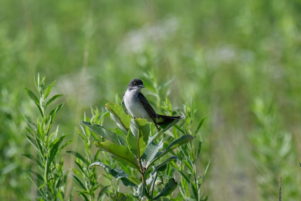 Eastern Kingbird - Ben Julian