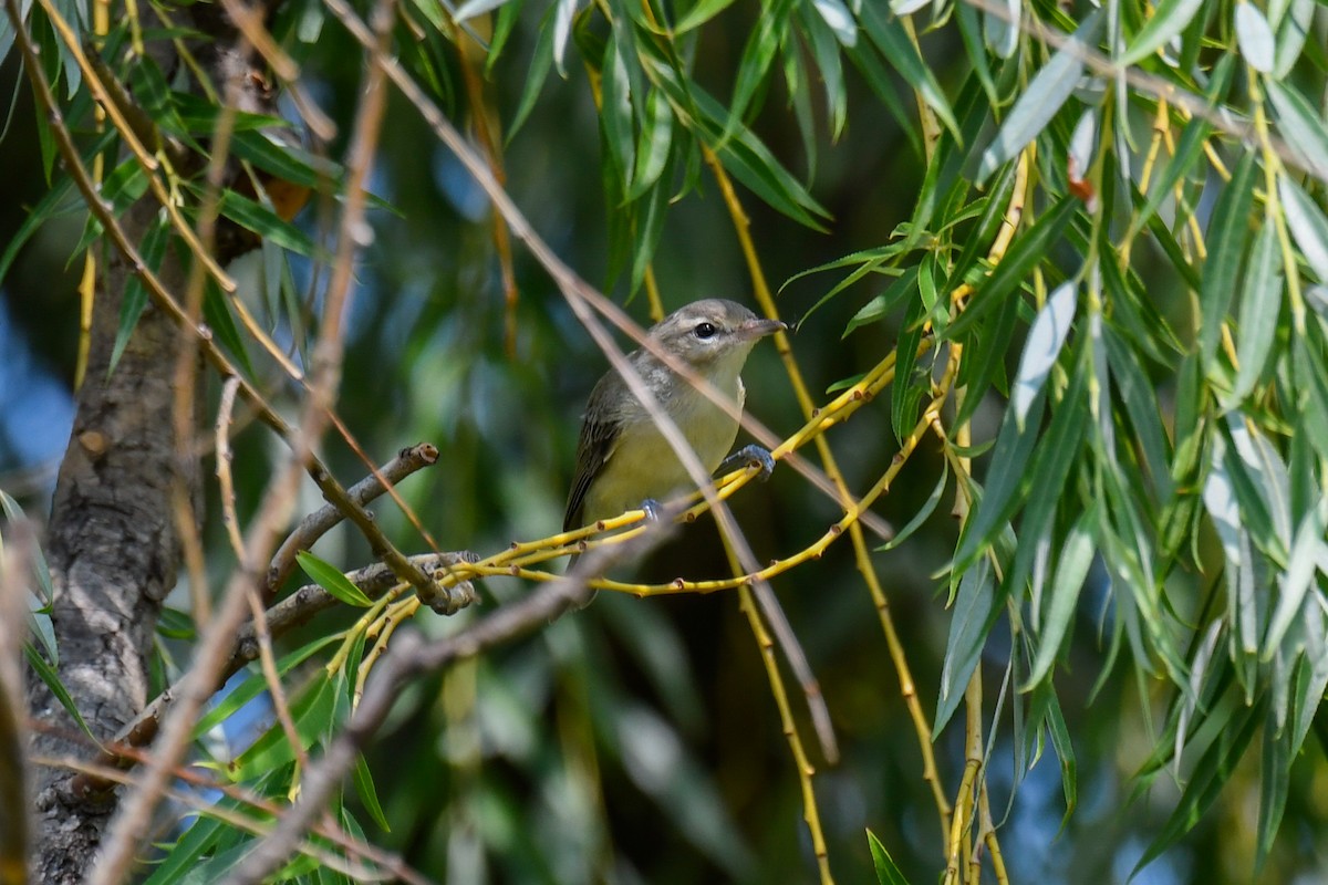 Warbling Vireo - ML596747341