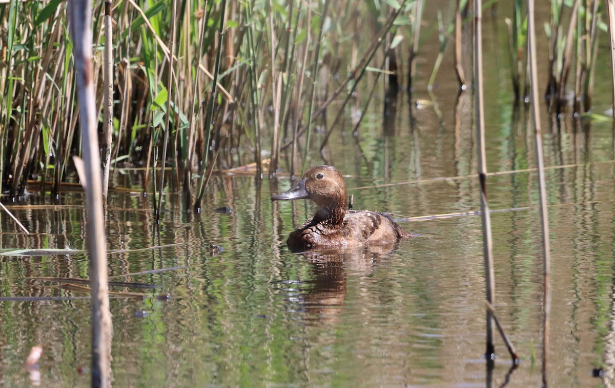 Mallard - Henriette de Vries