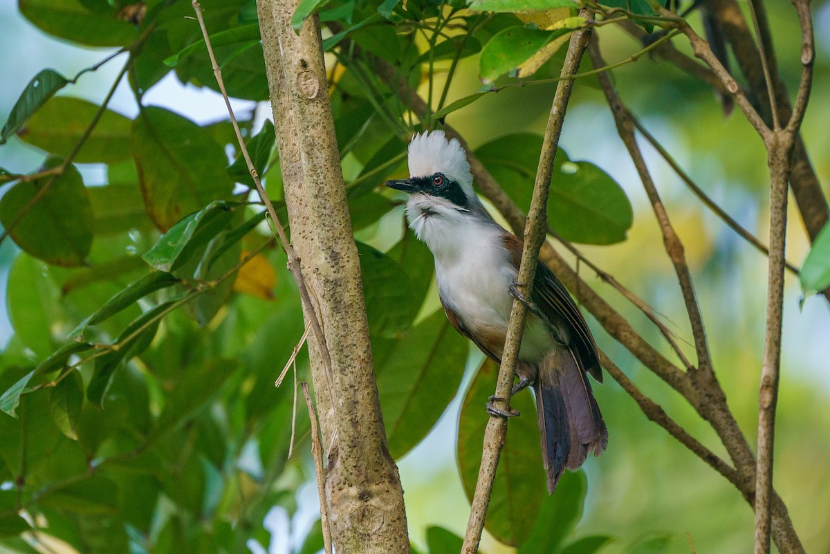 White-crested Laughingthrush - ML596749081