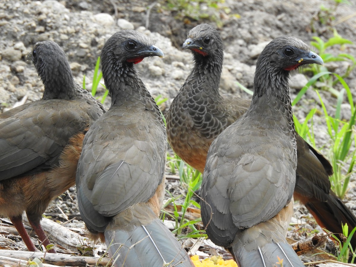 Chachalaca Colombiana - ML596749491