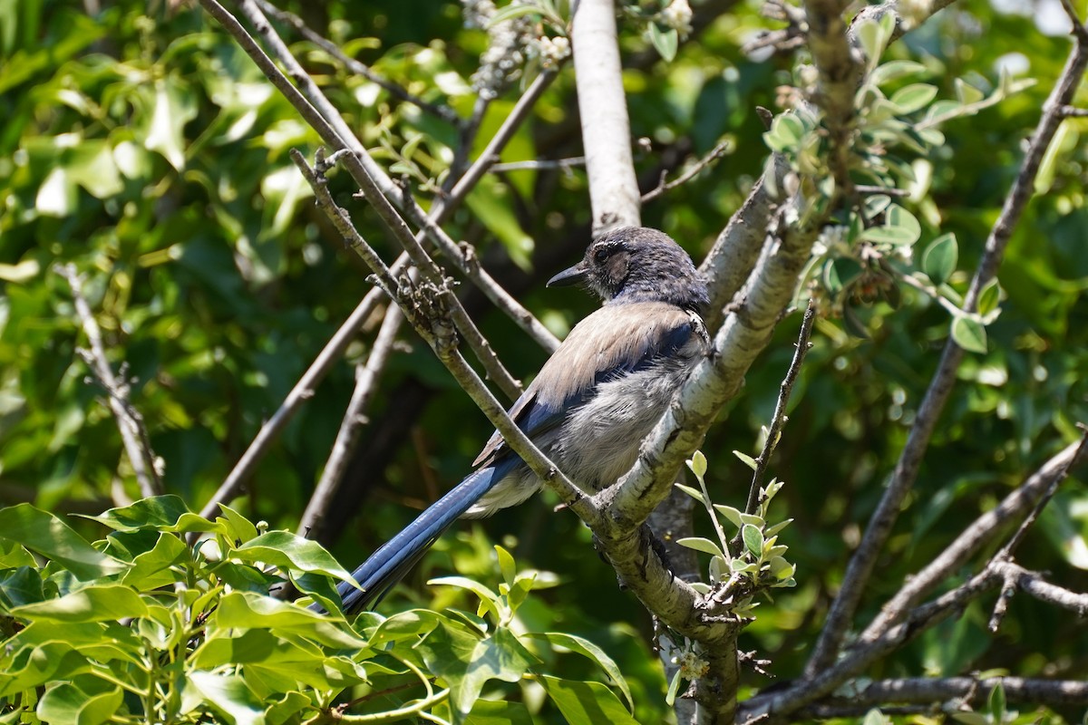 California Scrub-Jay - ML596749621