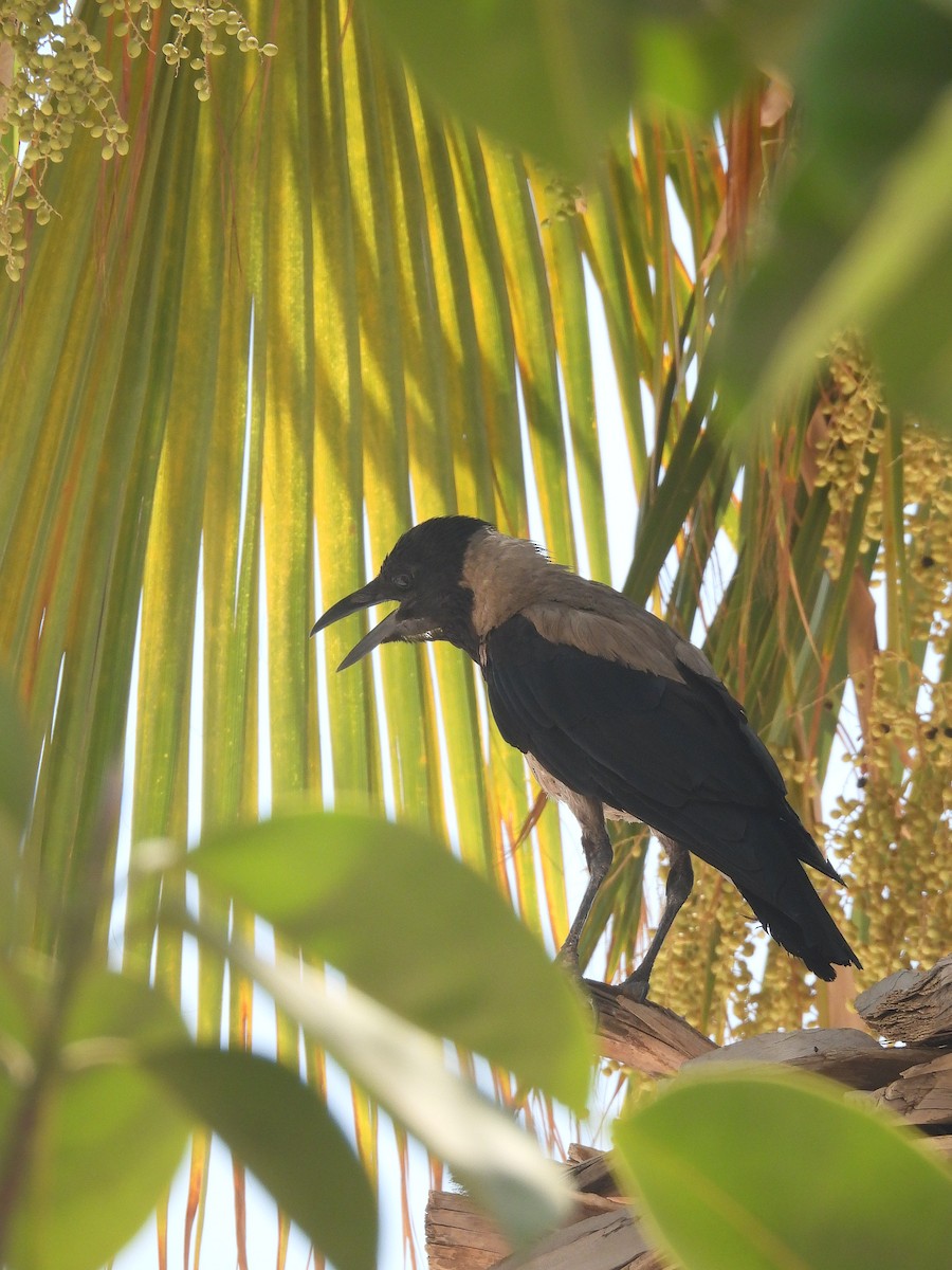 Hooded Crow - ML596750611