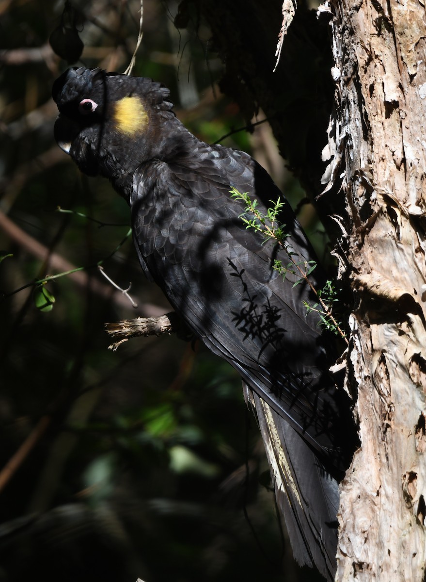 Yellow-tailed Black-Cockatoo - ML596751211