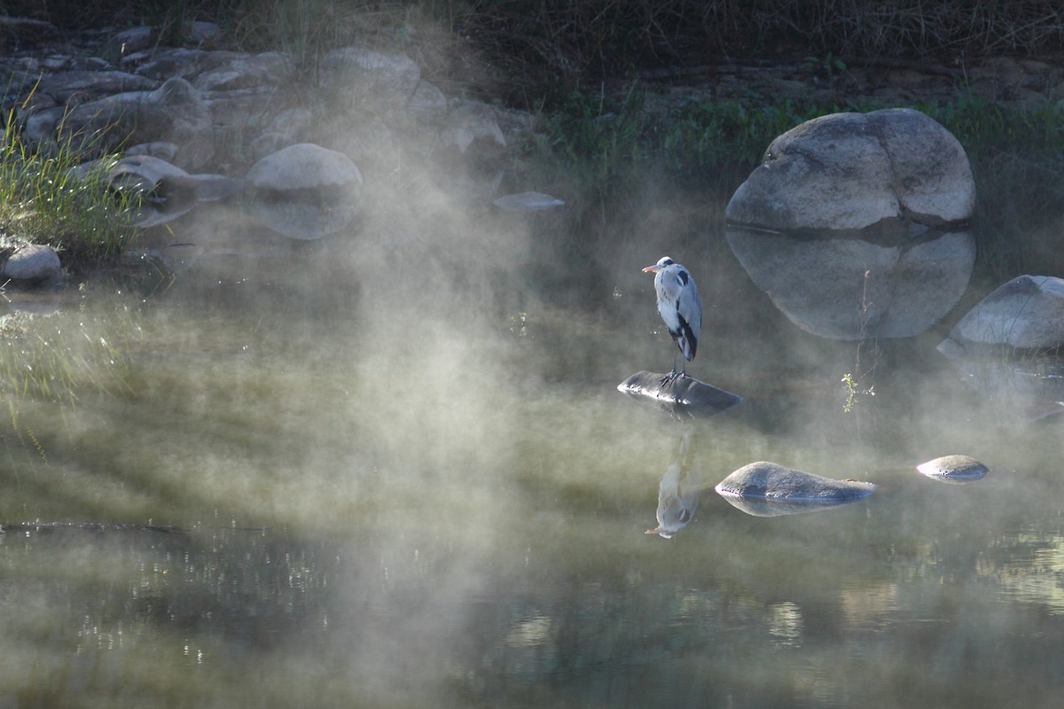 Gray Heron (Gray) - ML596751601