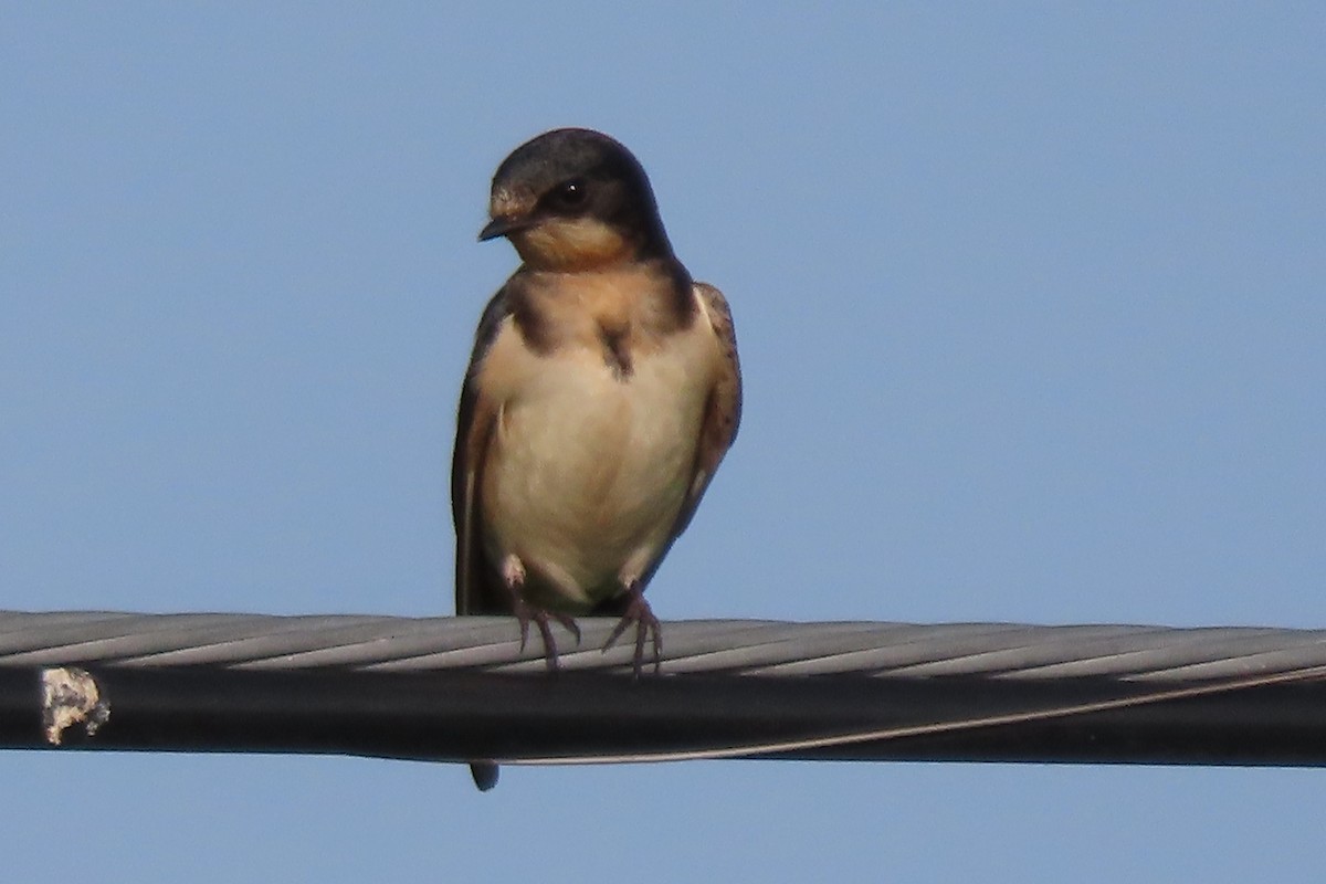 Barn Swallow - ML596751611
