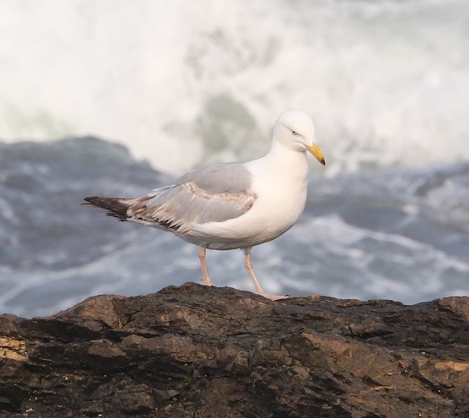 Herring Gull - ML596752711