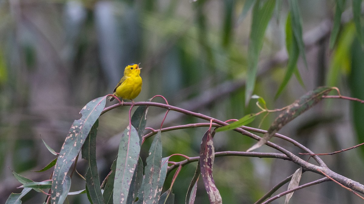 Wilson's Warbler (chryseola) - Blake Matheson