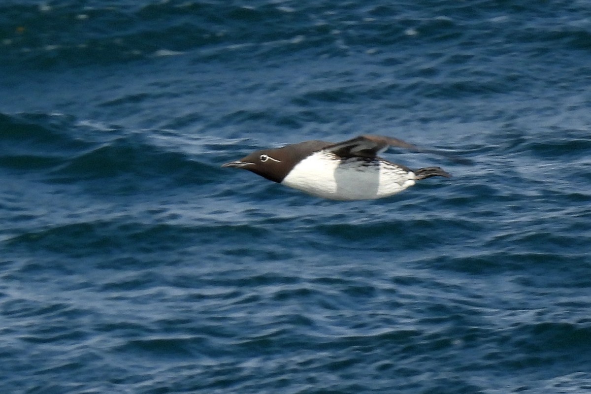 Common Murre - ML596755671