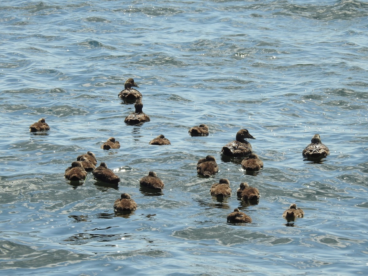 Common Eider - ML596757731