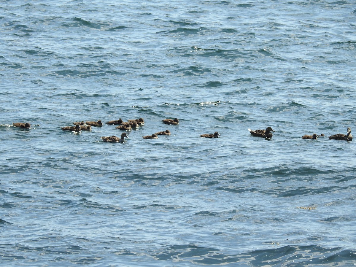 Common Eider - ML596757781